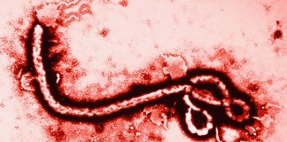 El virus del Ébola permanece en el semen hasta 9 meses