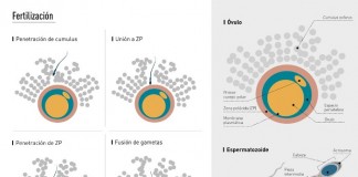 CRISP1 y Gal-1 en la interacción entre espermatozoide y ovocito durante la fertilización