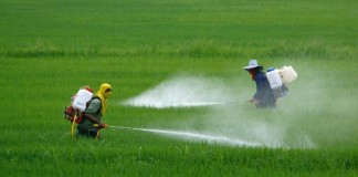 Vinculan la exposición a los pesticidas con el riesgo de diabetes