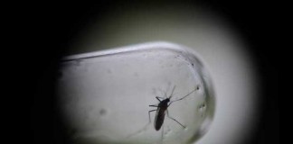 Mosquito genéticamente modificado que bloquea la transmisión de la malaria