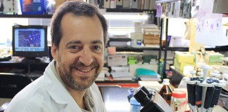 Molécula clave para el desarrollo de neuronas a partir de células madre