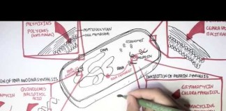 Manual de Laboratorio para la Identificación de los Antimicrobianos