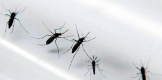 Varios países reportan casos de síndrome de Guillain-Barré vinculados con la infección por virus Zika