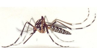 La OMS considera que el virus del Zika es “una amenaza de proporciones alarmantes”