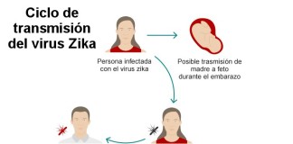 Lo que realmente se sabe de las posibles formas de contagio del virus Zika