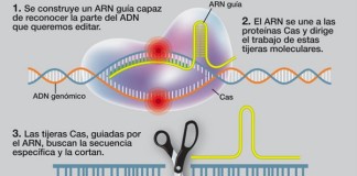 CRISPR la herramienta de edición de ADN declarada por ‘Science’ como el hito científico del 2015