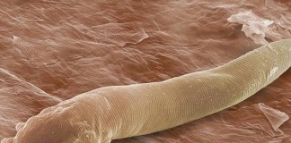 Las historias evolutivas de ácaros y humanos corren en paralelo