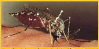 Enfermedades por Aedes aegypti en la Ciudad de Buenos Aires