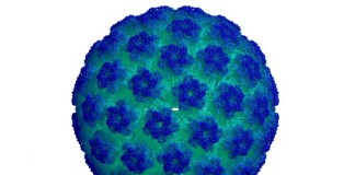 Se confirma la relación del virus del papiloma humano con el cáncer de orofaringe