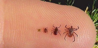 Descubren una nueva bacteria que causa la enfermedad de Lyme