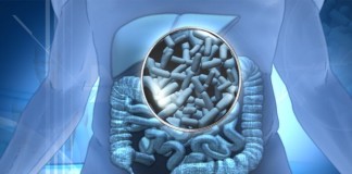 La composición de la microbiota intestinal podría reducir la gravedad de la malaria