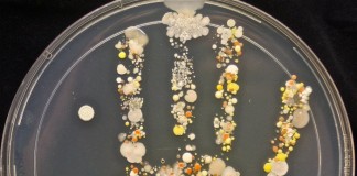 Un nuevo software permitirá reducir las infecciones hospitalarias