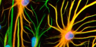 Rol del receptor CB1 en las adicciones