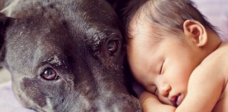 Nuevo marco mundial para la eliminación de la rabia