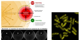 Un mecanismo por el que las bacterias evaden a los antibióticos