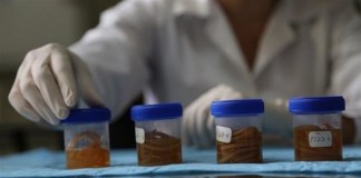 Investigan un tratamiento contra los parásitos intestinales