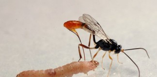 Need Protection? Hire a Virus!