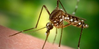 El dengue y un modelo dispuesto a cuestionarlo todo