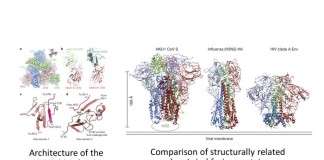 Hallan pistas para neutralizar a los coronavirus