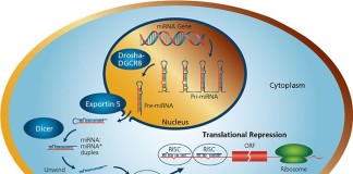 Small, Non-Coding RNA Controls Obesity-Induced Changes in Adipose Tissue