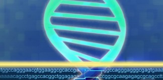 Whole-exome sequencing: Rational approach for ‘diagnostic odyssey’ patients