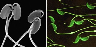 Demasiada competencia empeora la calidad del semen