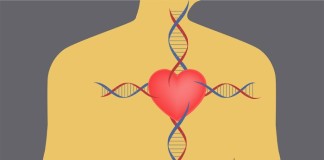Newly identified genetic errors may prevent heart attacks