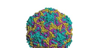 Análisis de sangre identifica uso correcto de antibióticos