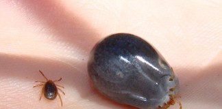 La picadura de una garrapata puede provocar alergia a las carnes rojas