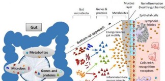 Our gut microbiome is always changing; it’s also remarkably stable