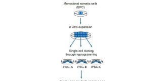 Test run finds no cancer risk from stem cell therapy