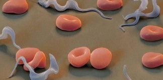 Descubren una proteína clave en el estudio de la inhibición de Trypanosoma cruzi