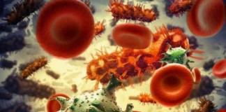 Study finds vast diversity among viruses that infect bacteria