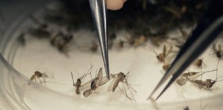 Descubren en adultos un nuevo trastorno cerebral vinculado con el virus Zika