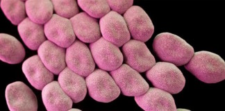 Descifran el genoma de la superbacteria Acinetobacter bereziniae HPC299