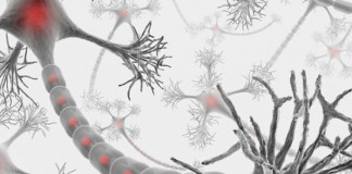 Cambios en la dieta y la flora intestinal pueden influir en los astrocitos