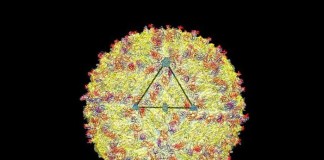 Dos nuevos estudios evidencian la capacidad del zika para atravesar la placenta y provocar microcefalia