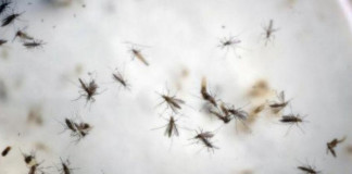 El mosquito Aedes aegypti puede portar los virus Zika y Chikungunya al mismo tiempo