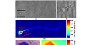 Nuevo método de análisis de espermatozoides sin usar coloración