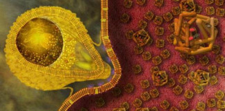 El sorpresivo origen de la malaria