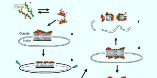 New material developed that quickly kills Escherichia coli
