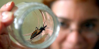 Un gen ayuda al sistema inmune a defenderse del parásito que causa la enfermedad de Chagas