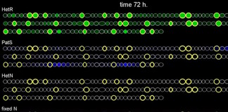 Descubren cómo las cianobacterias forman patrones para fijar nitrógeno