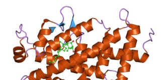 El receptor de vitamina D promueve la esteatosis en la enfermedad del hígado graso no alcohólico
