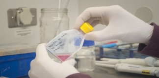 Investigan una técnica para combatir la clamidiosis