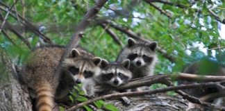 ¿Qué mamífero será la causa de la próxima epidemia en humanos?