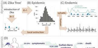 La epidemia de fiebre zika es ahora imparable, pero se autoextinguirá en tres años
