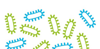 El desequilibrio de la microbiota aumenta el riesgo de diabetes