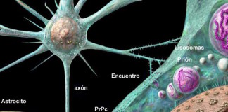 Novedades sobre las enfermedades priónicas de los animales y el hombre