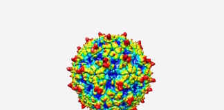Structure of rhinovirus C revealed